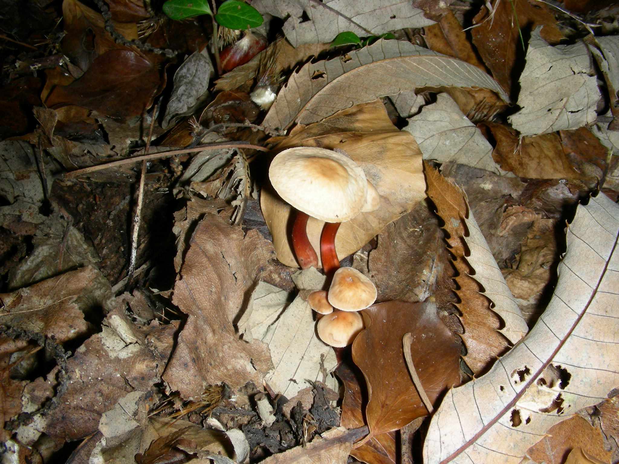 1132 Ottobre vecchio ritrovamento